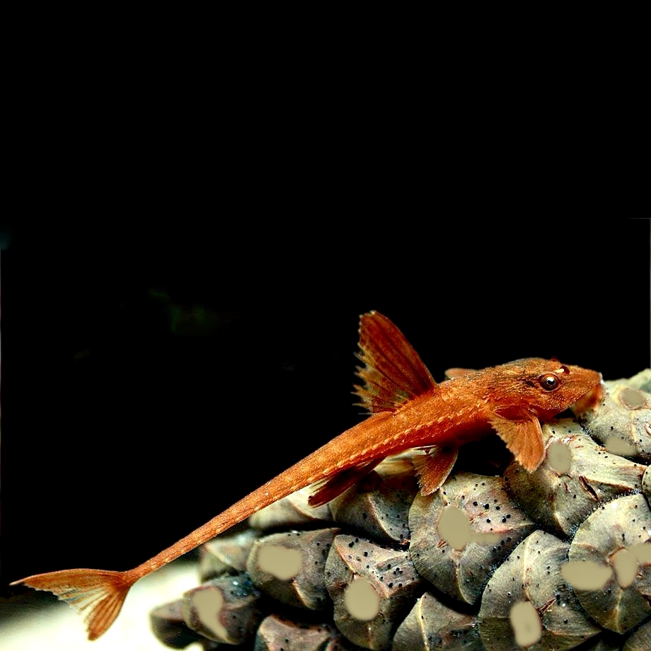 Rineloricaria specie red  SM